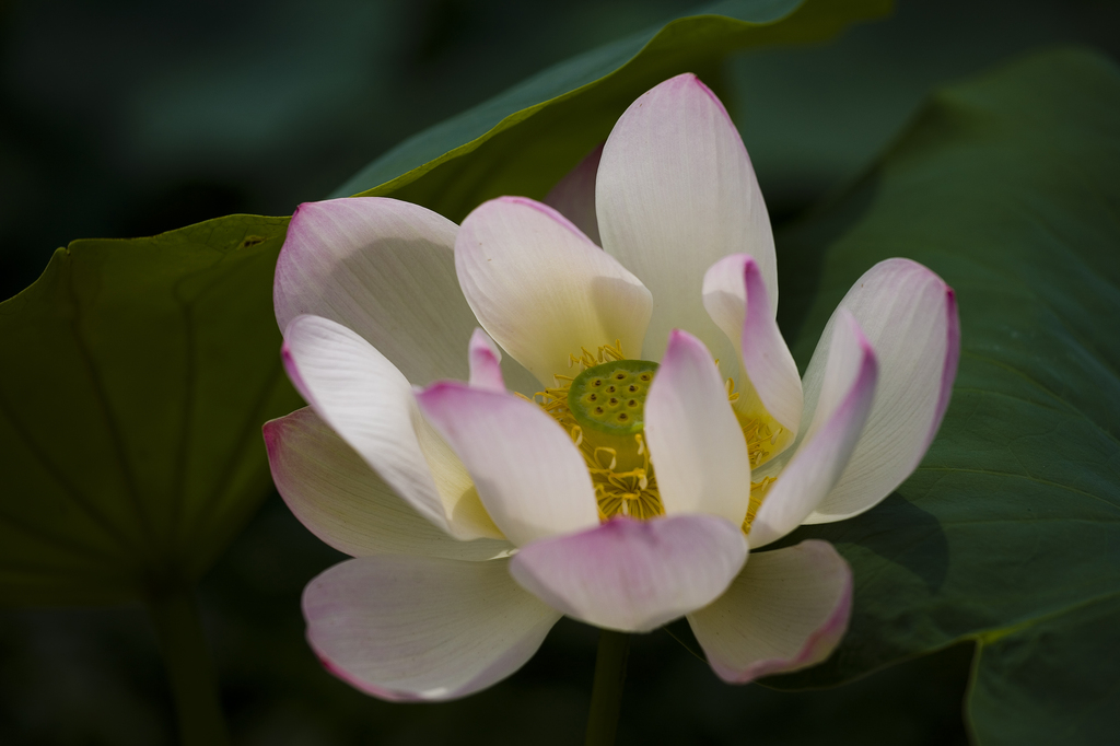 荷花图片