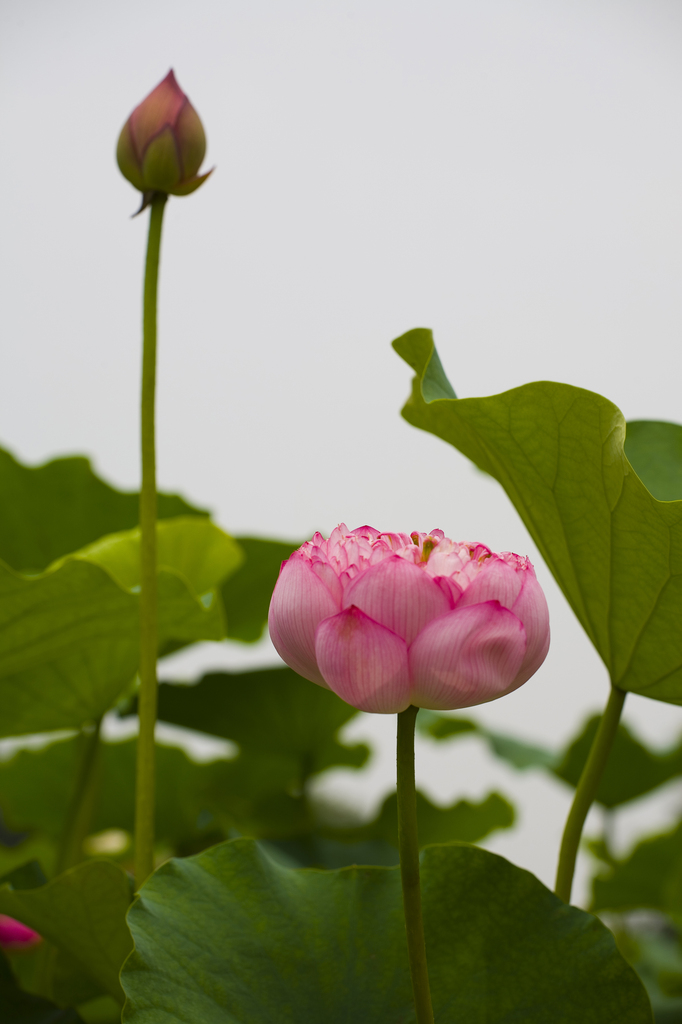 荷花图片