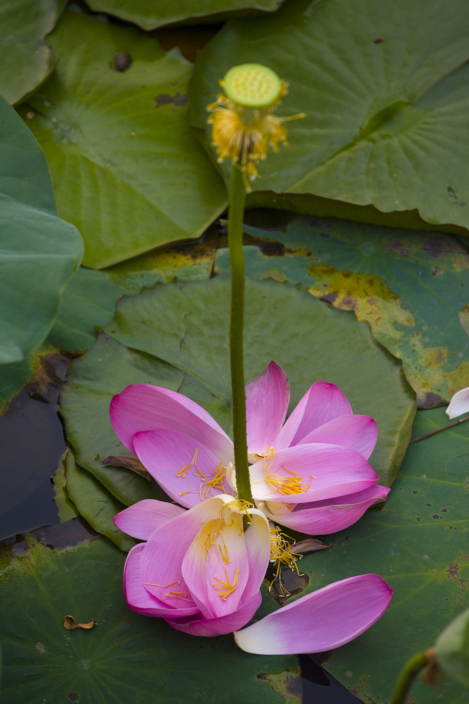 荷花