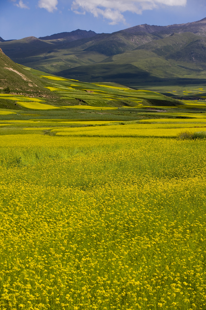 青海省油菜花图片