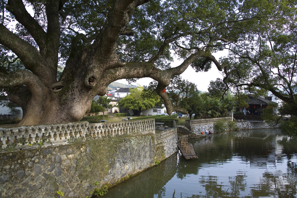 严田古樟树图片