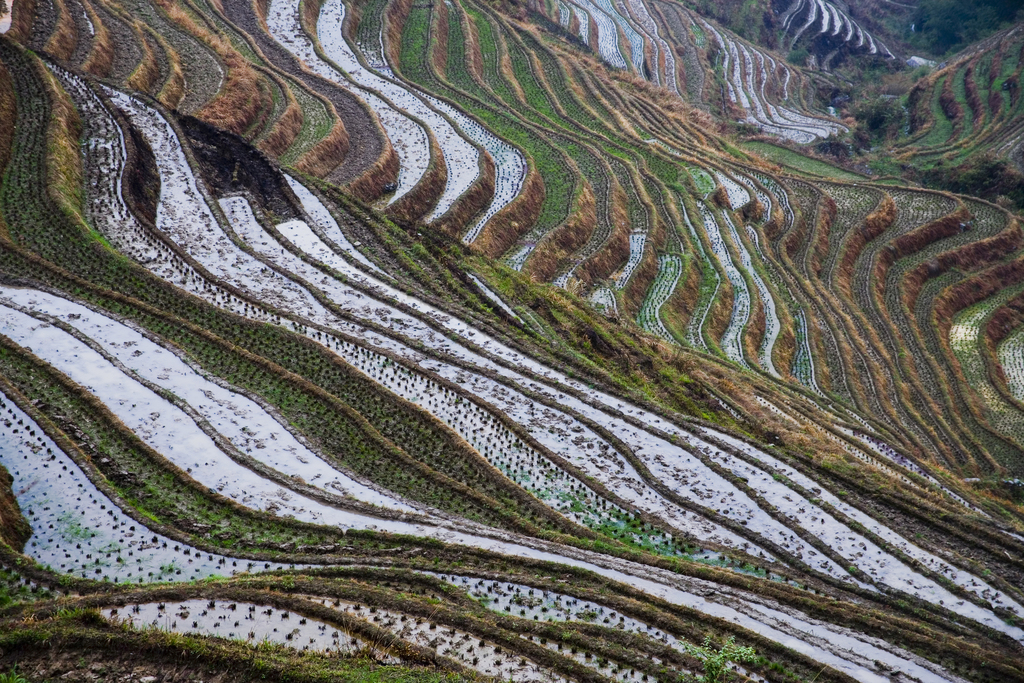 龙脊梯田图片