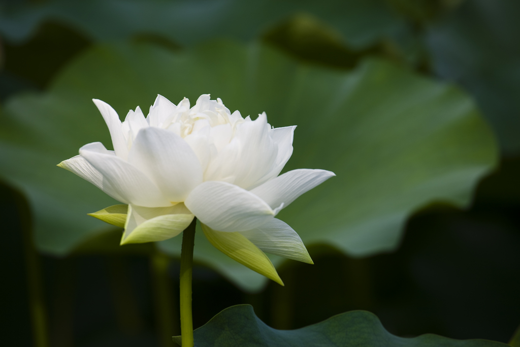 荷花图片