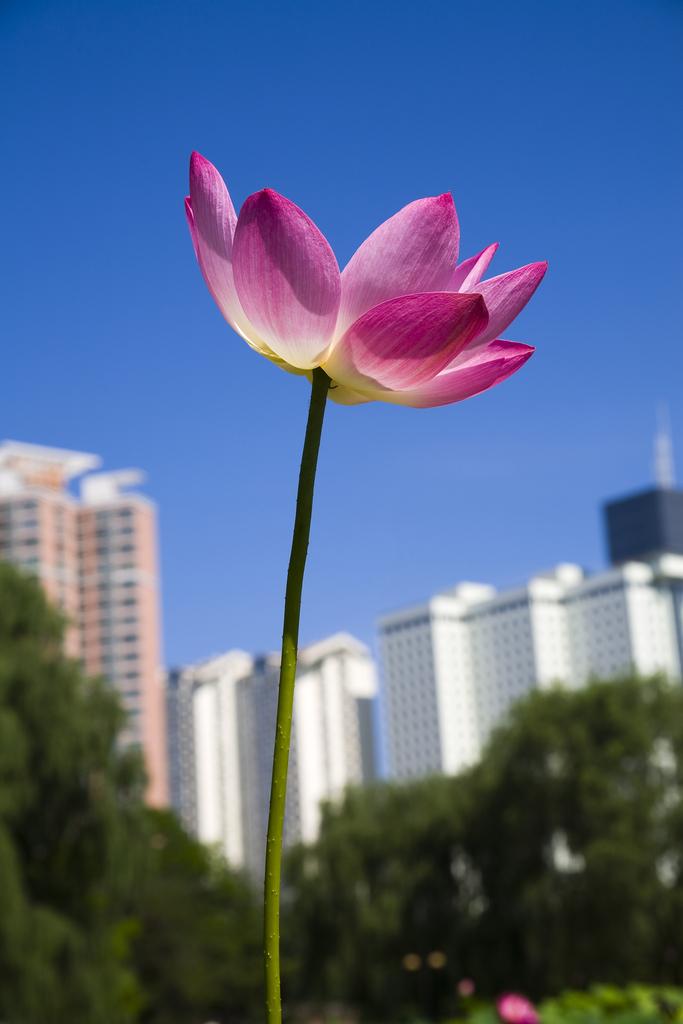 荷花图片