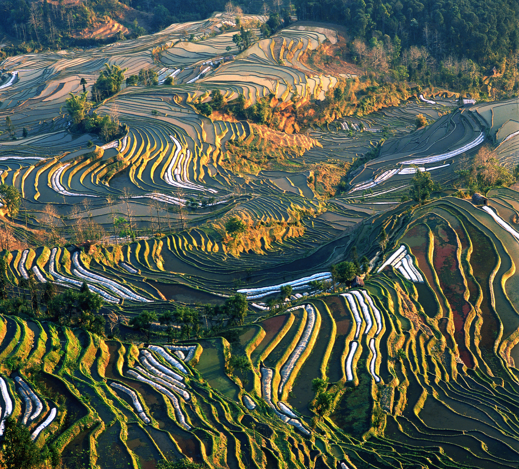 云南,元阳梯田图片