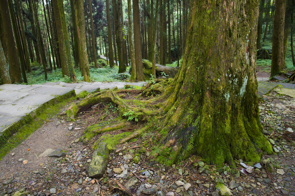 阿里山图片