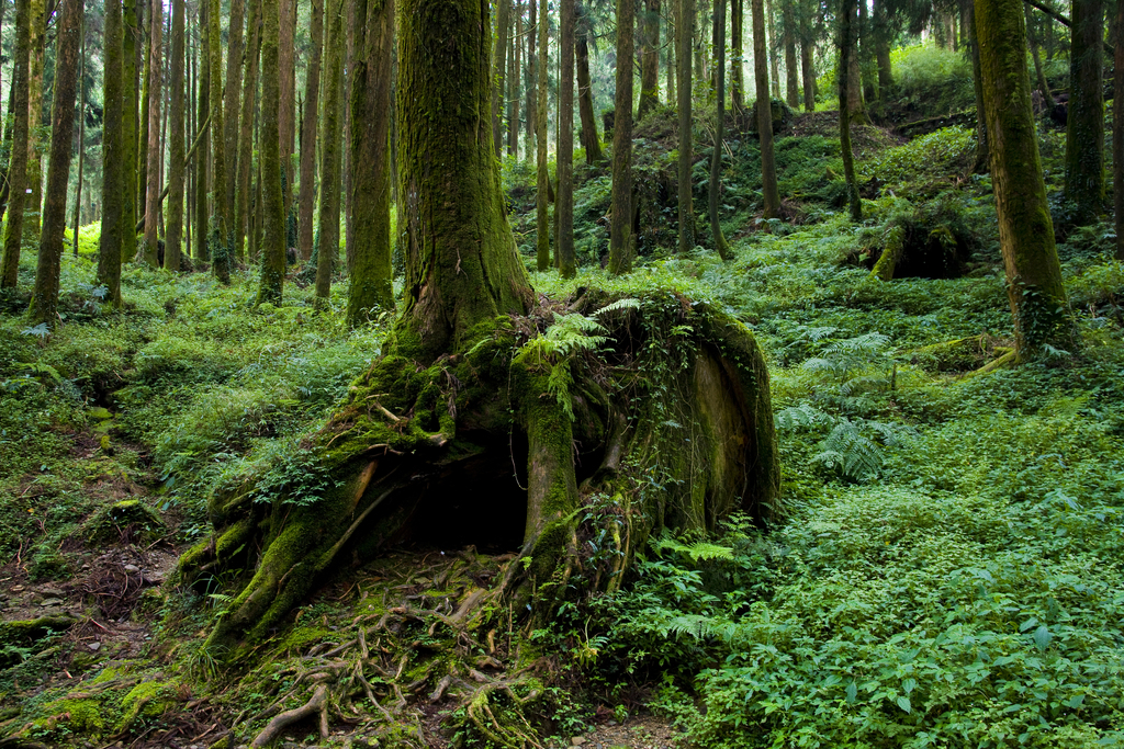 阿里山图片