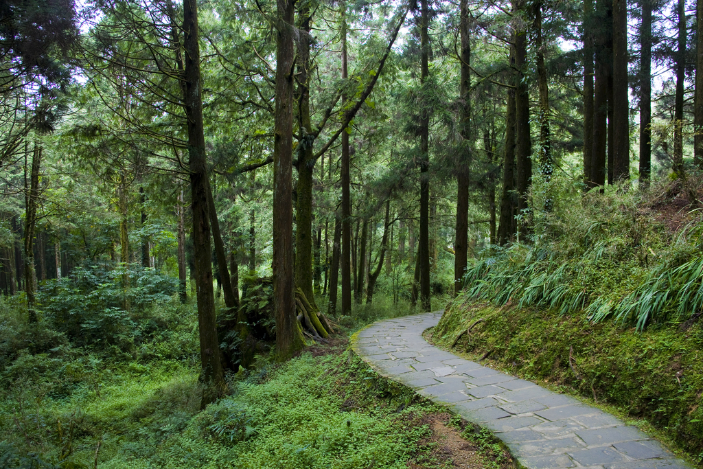 阿里山图片