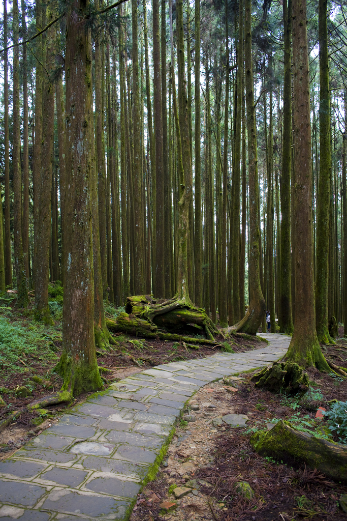 阿里山图片