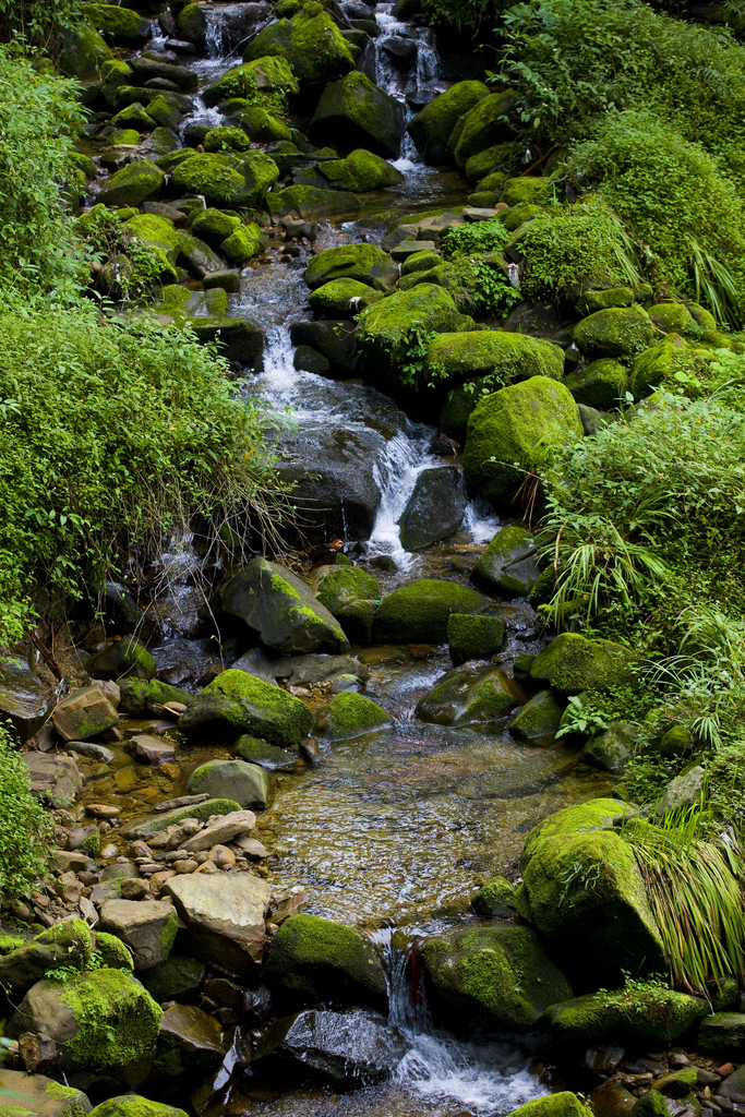 阿里山图片