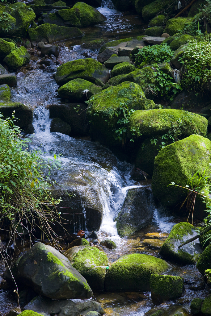 阿里山图片