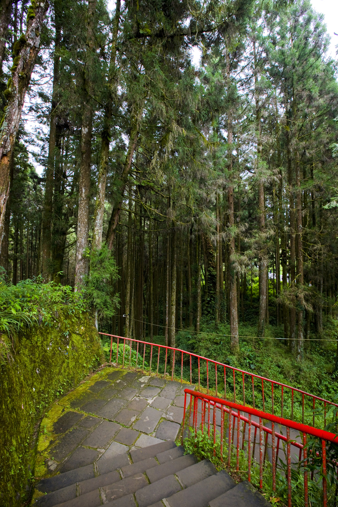 阿里山图片