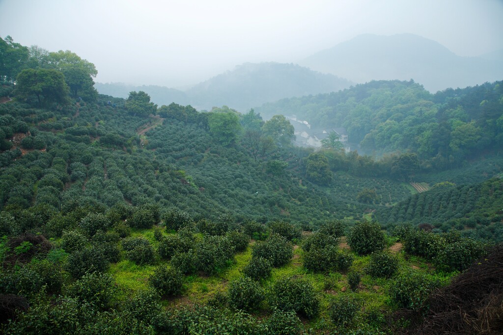 龙井村茶园图片