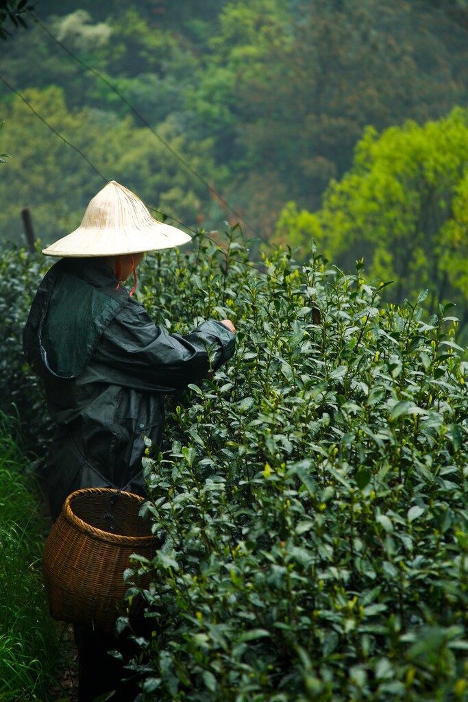 龙井村茶园图片