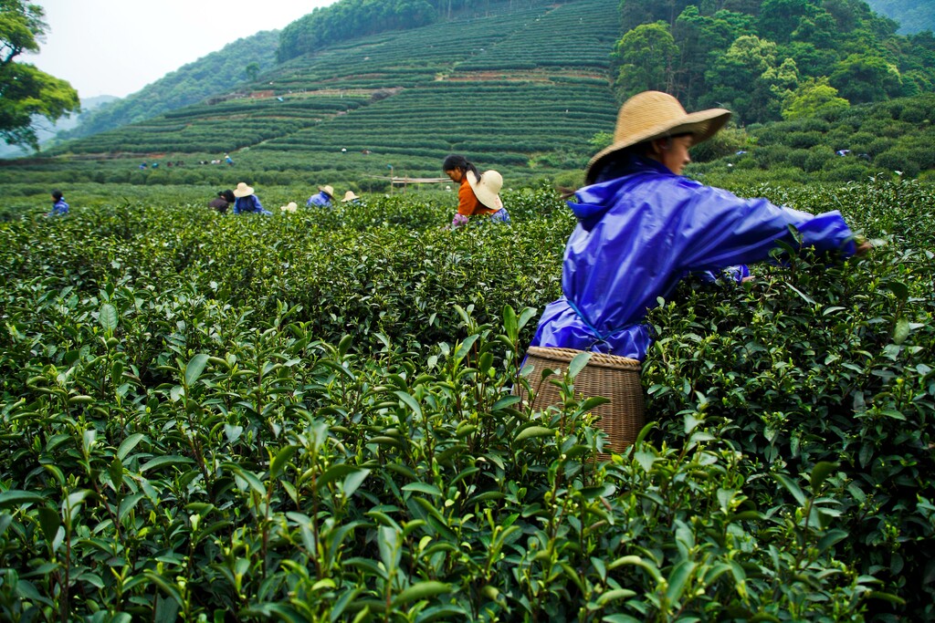 梅家坞茶园图片