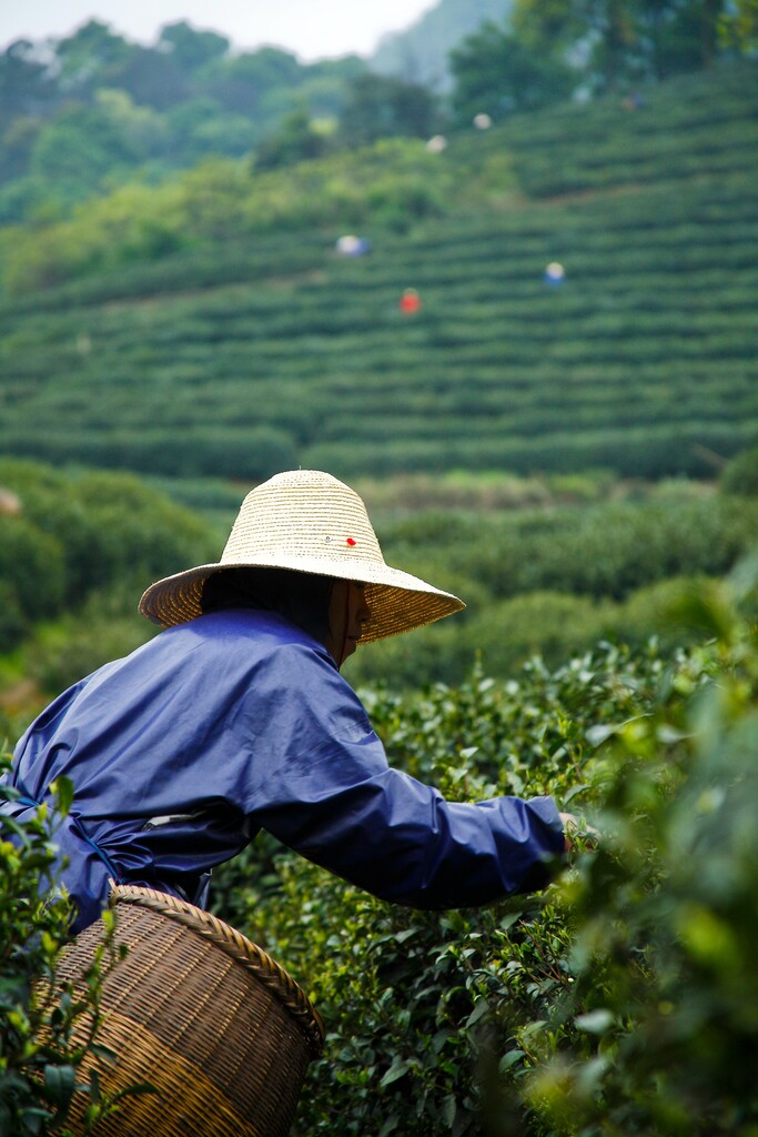 梅家坞茶园图片