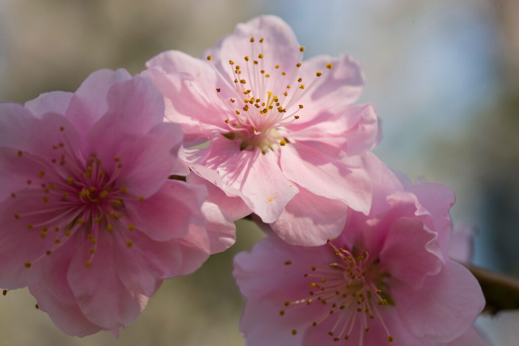 桃花图片