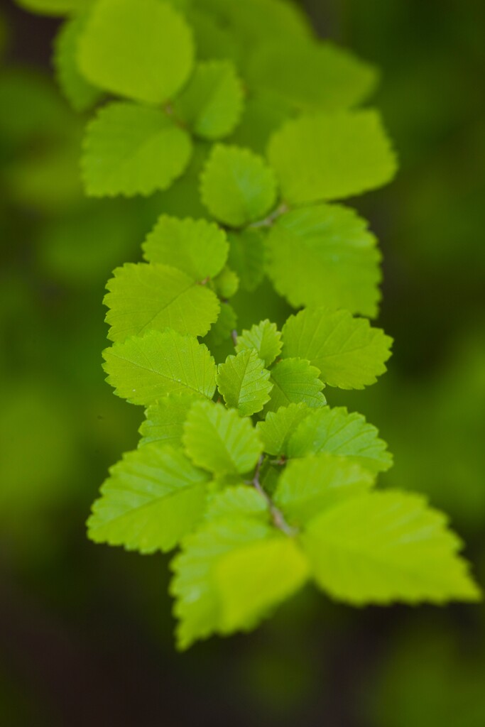 植物