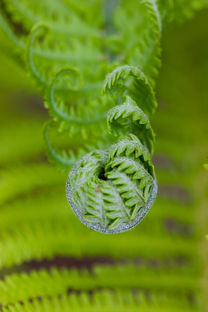 植物图片