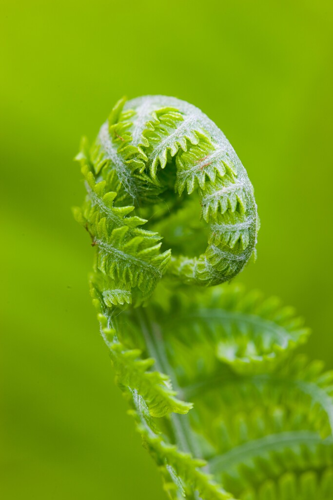 植物