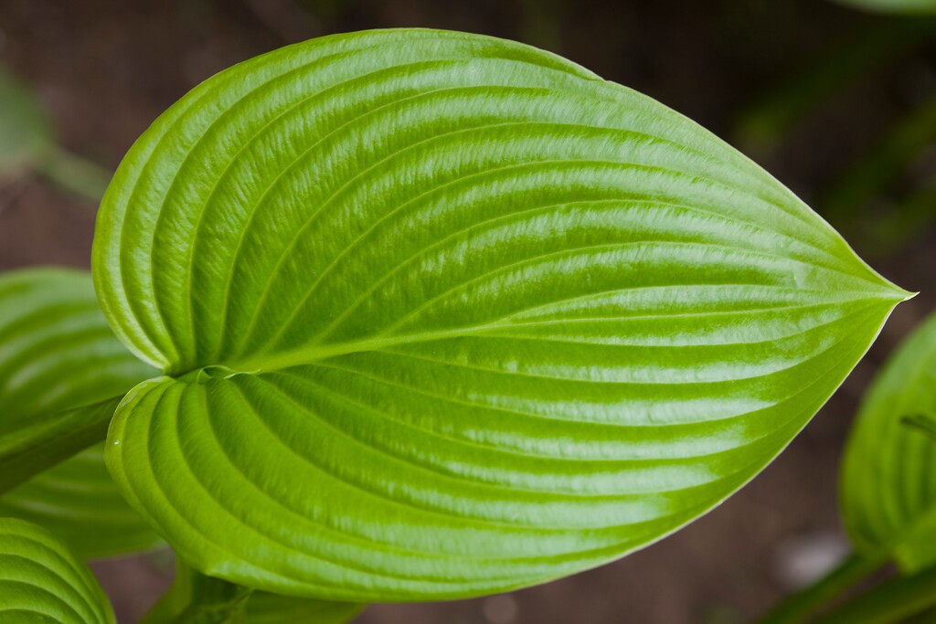 植物