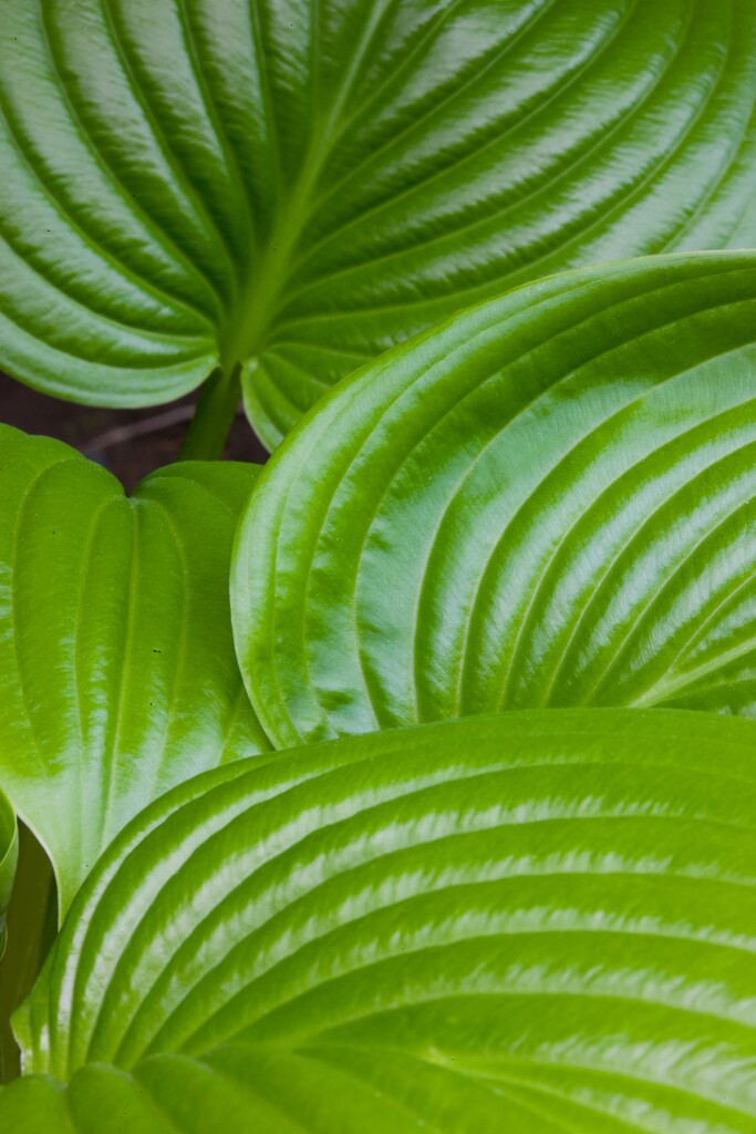 植物图片