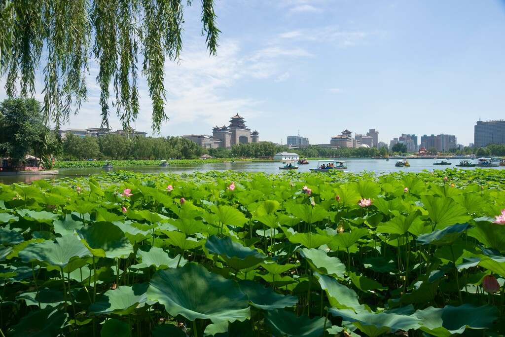 北京西客站莲花池公园内的荷花塘荷花图片