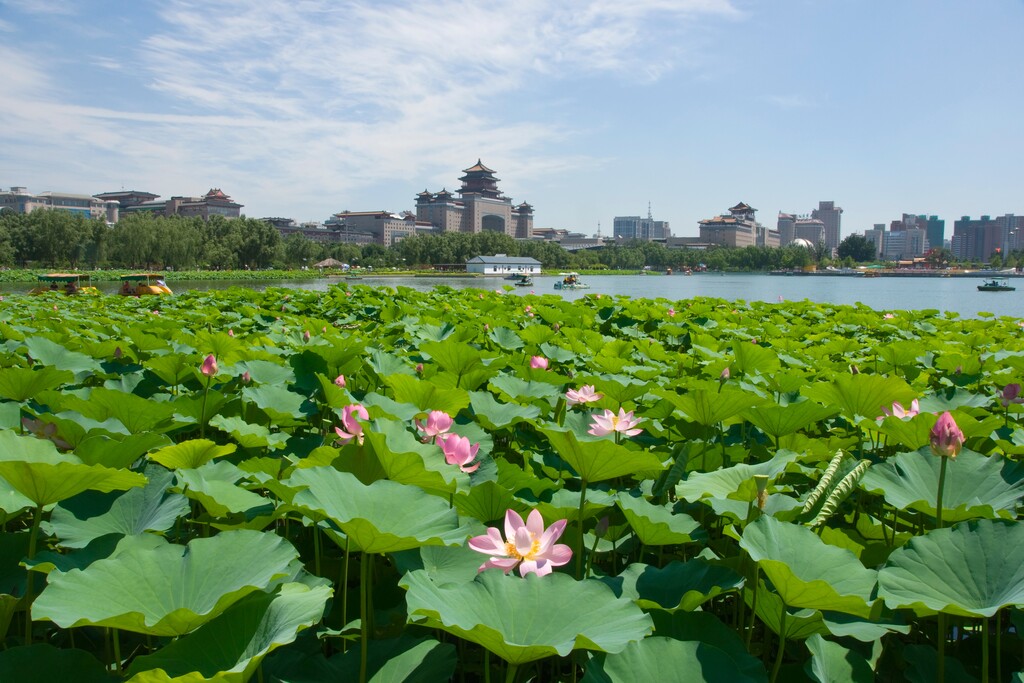 北京西客站莲花池公园内的荷花塘荷花图片