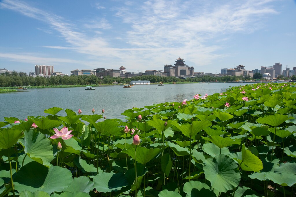 北京西客站莲花池公园内的荷花塘荷花图片