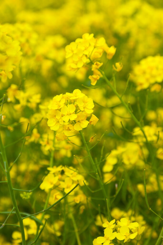 韩国济州岛油菜花图片