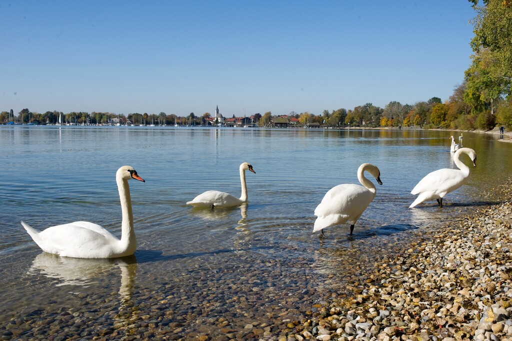 德国慕尼黑周边基姆湖(Chiemsee)图片