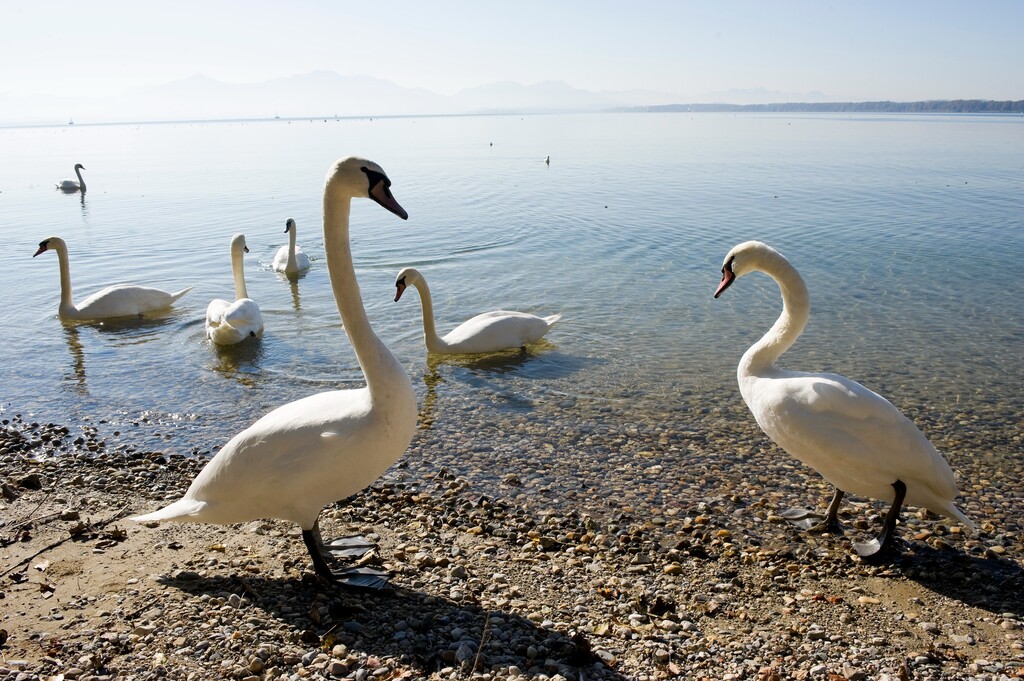 德国慕尼黑周边基姆湖(Chiemsee)图片