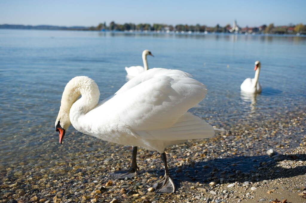 德国慕尼黑周边基姆湖(Chiemsee)图片