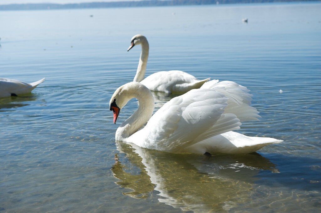 德国慕尼黑周边基姆湖(Chiemsee)图片