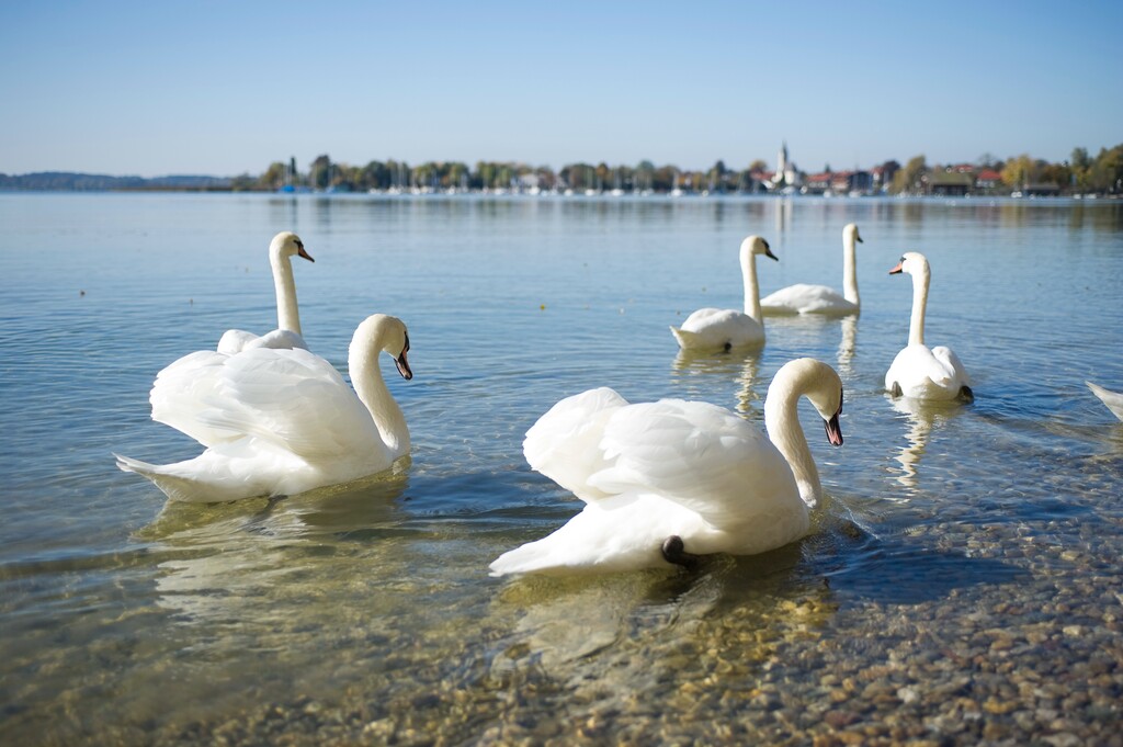 德国慕尼黑周边基姆湖(Chiemsee)图片