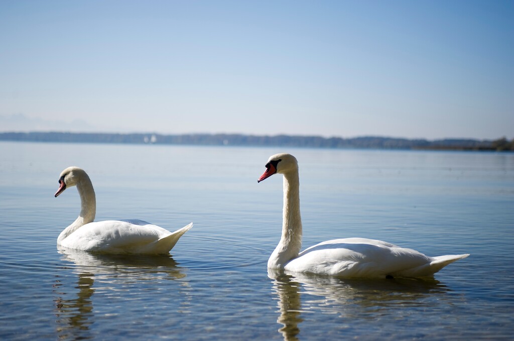 德国慕尼黑周边基姆湖(Chiemsee)图片