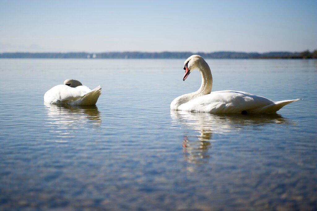 德国慕尼黑周边基姆湖(Chiemsee)图片