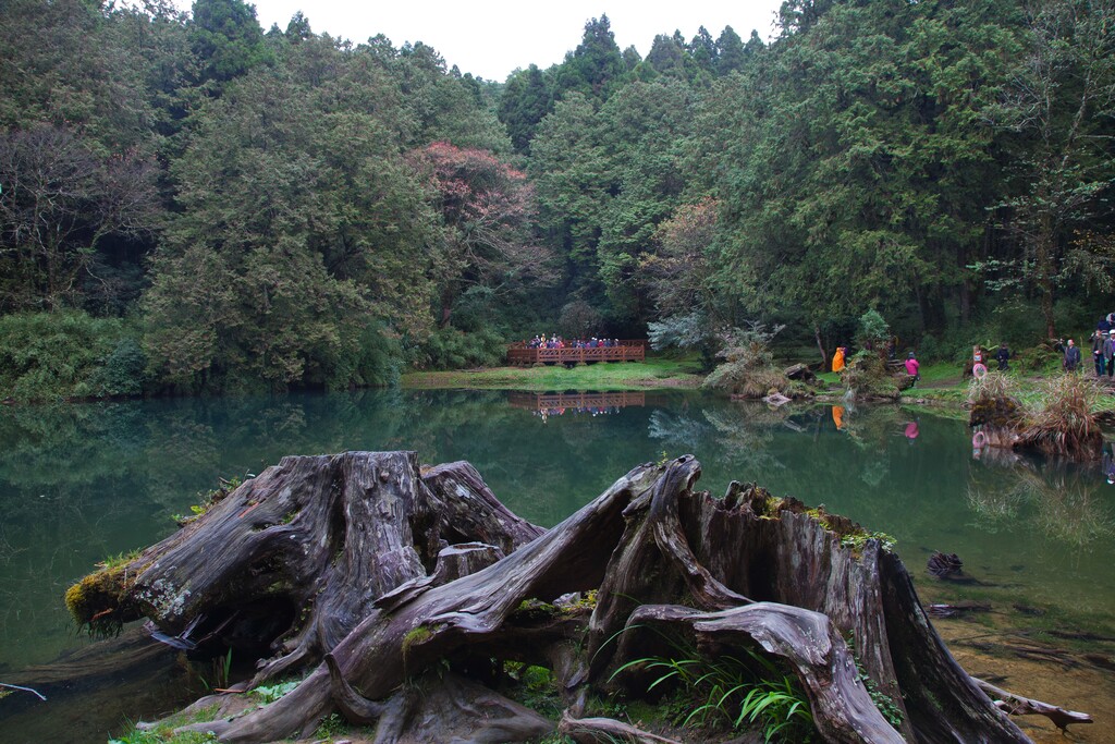 台湾 阿里山图片