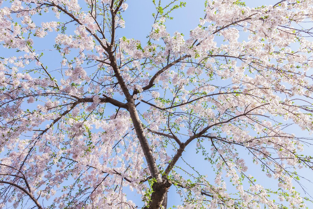 樱花图片