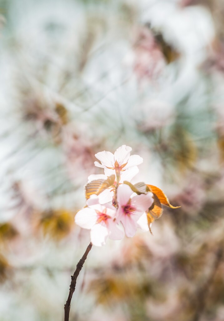 梨花图片