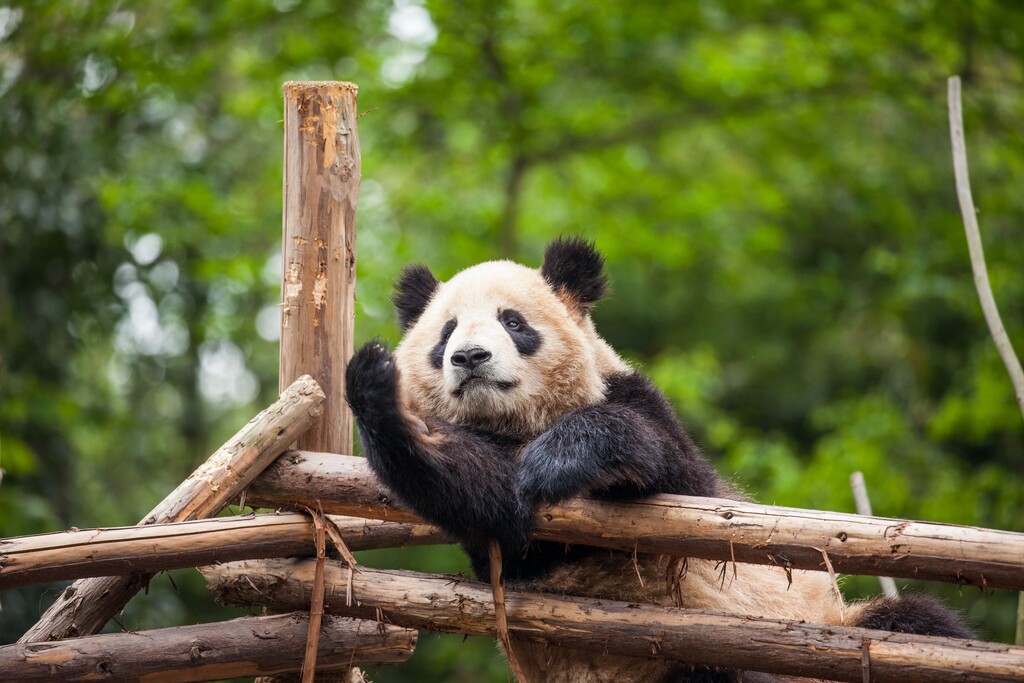 熊猫图片