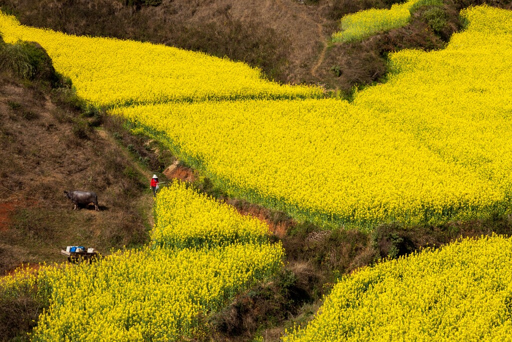 罗平油菜花图片