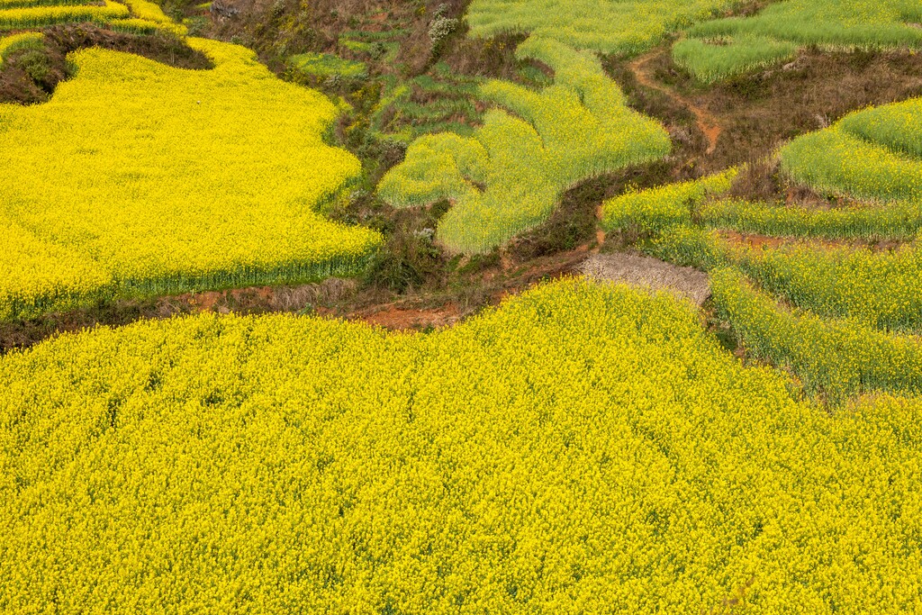 罗平油菜花图片