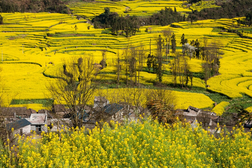 罗平油菜花图片