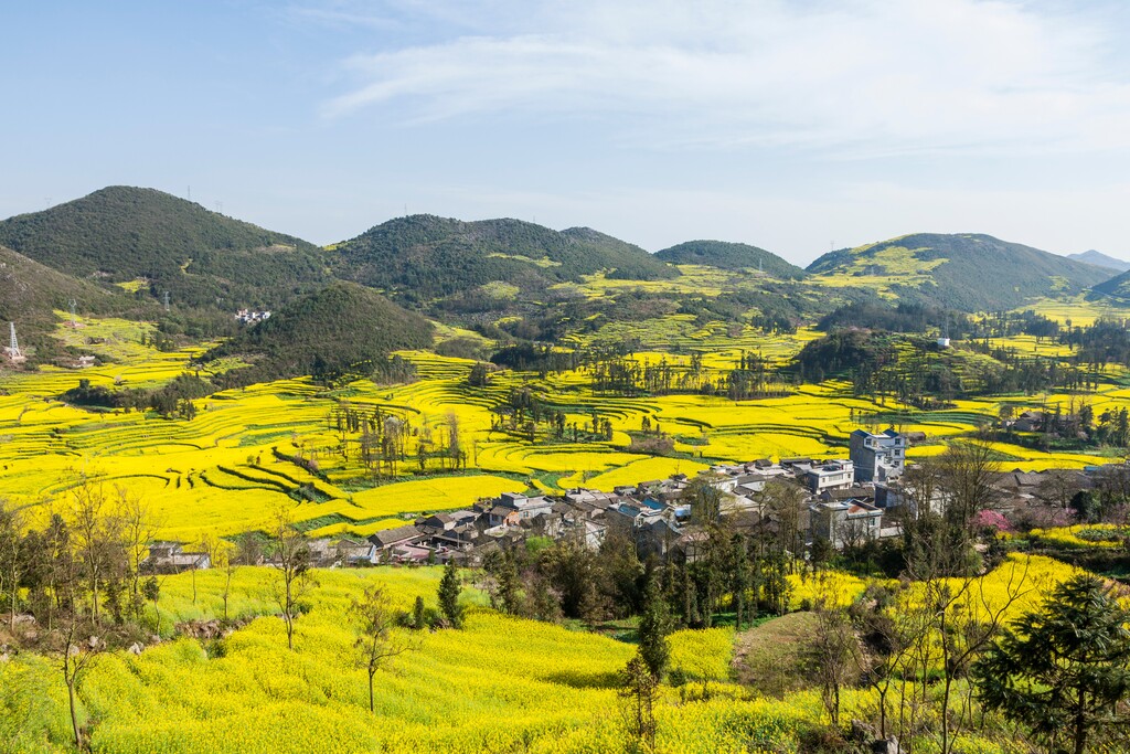 罗平油菜花图片