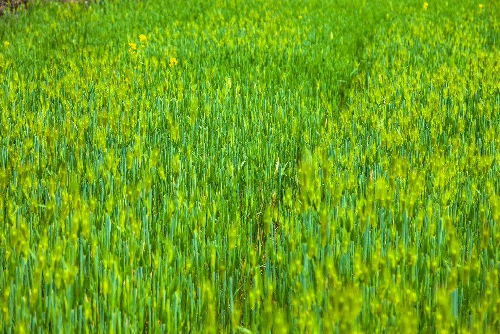 青稞图片