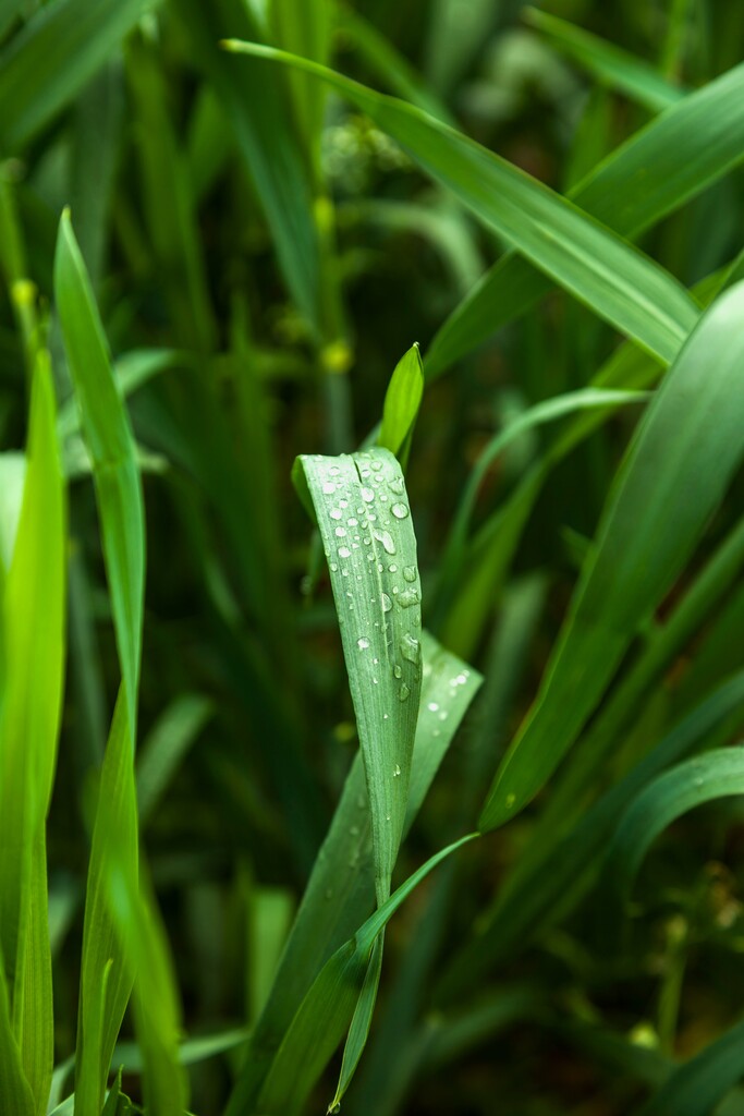 青稞