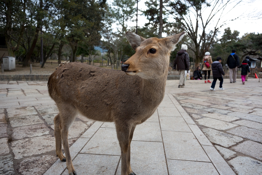 日本奈良东大寺图片