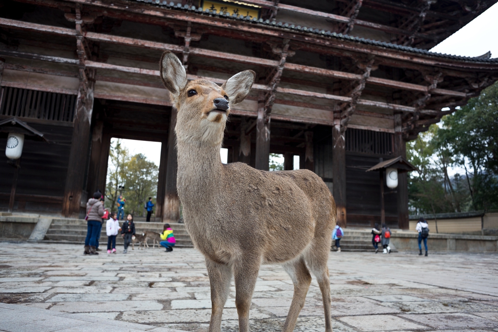 日本奈良东大寺图片