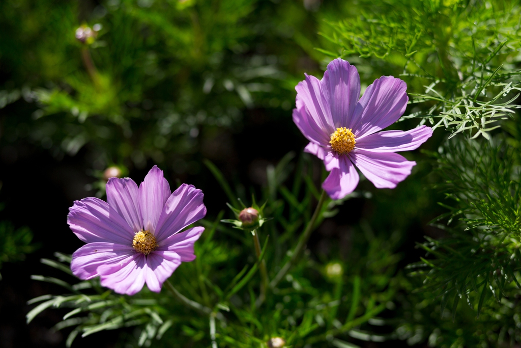 美丽的花园鲜花